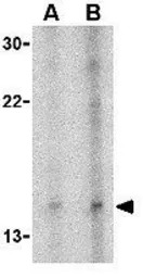 Neuritin antibody