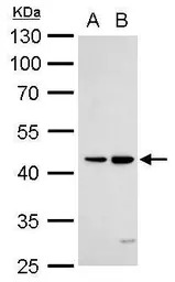DR3 antibody