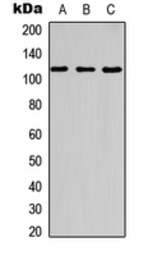 CBL (phospho Tyr700) antibody