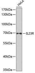 IL23 Receptor antibody