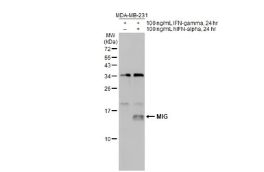 MIG antibody