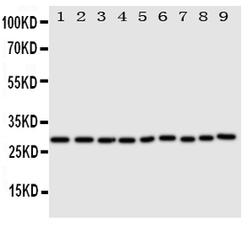 PRX III antibody