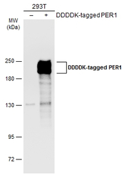 PER1 antibody