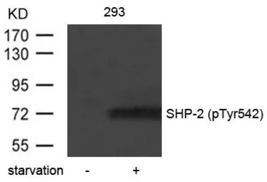 SHP2 (phospho Tyr542) antibody