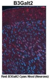 B3GALT2 antibody, C-term