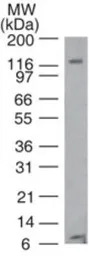 TLR8 antibody [44C143]