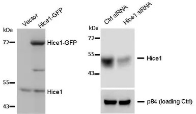 HICE1 antibody