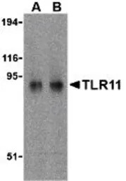 TLR11 antibody