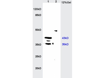 MIIP antibody