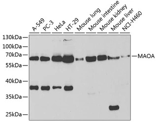 Monoamine Oxidase A antibody