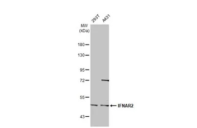 IFNAR2 antibody