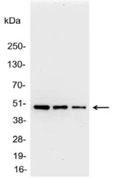 AU1 tag antibody