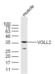 VGLL2 antibody