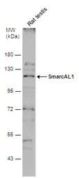 SmarcAL1 antibody