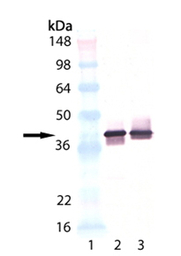 Synaptophysin antibody [4E206]