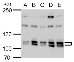 Cullin 4b antibody