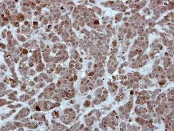 HSP70 1L antibody [N1N3]