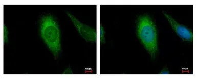 AIF antibody [N1N2], N-term