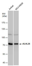 KLHL26 antibody