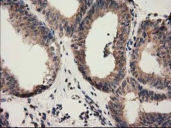 CBWD1 antibody [4E8]