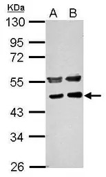 PPME1 antibody