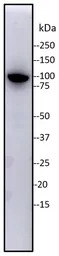 KAP1 antibody [20C1]