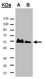 HICE1 antibody