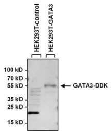 GATA3 antibody