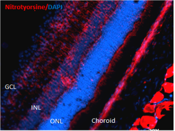 Nitrotyrosine antibody [39B6]