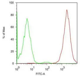 SSEA-5 antibody [8e11]