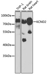 Kv4.2 antibody