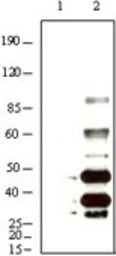 KSHV K8 alpha antibody [8C12G1