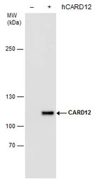 CARD12 antibody [GT1387]