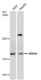 KDM3A antibody