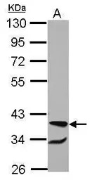RBM4 antibody