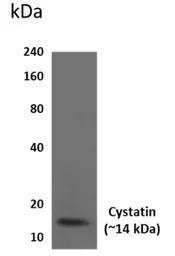 Cystatin A antibody [2D26]