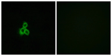 OR2T2 + OR2T35 antibody
