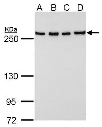 Fatty Acid Synthase antibody [