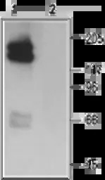 Kv11.1 antibody