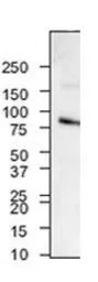 RHOT1 antibody, N-term