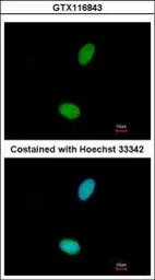 ZNF408 antibody