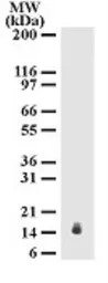 IL17E antibody [68C1039.2]