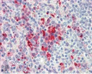 Hsp90 antibody [AC88]