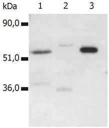 CD4 antibody [MEM-115]