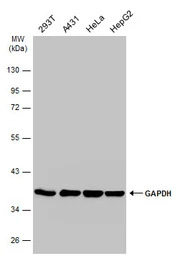 GAPDH antibody [GT239]