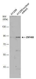 ZNF408 antibody