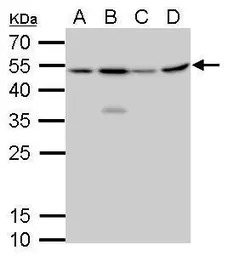 CFDP1 antibody [GT9612]