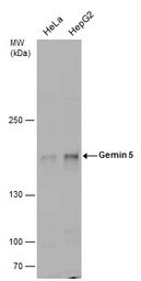Gemin 5 antibody