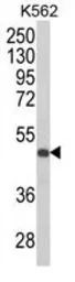 KIR3DS1 antibody, C-term