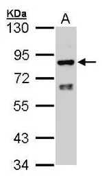 POR antibody [N2C2], Internal